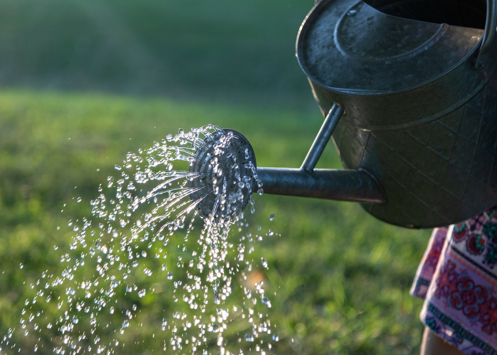 Eau versée en pluie fine par la pomme d'un arrosoir métallique au-dessus d'une pelouse, en fin de journée.