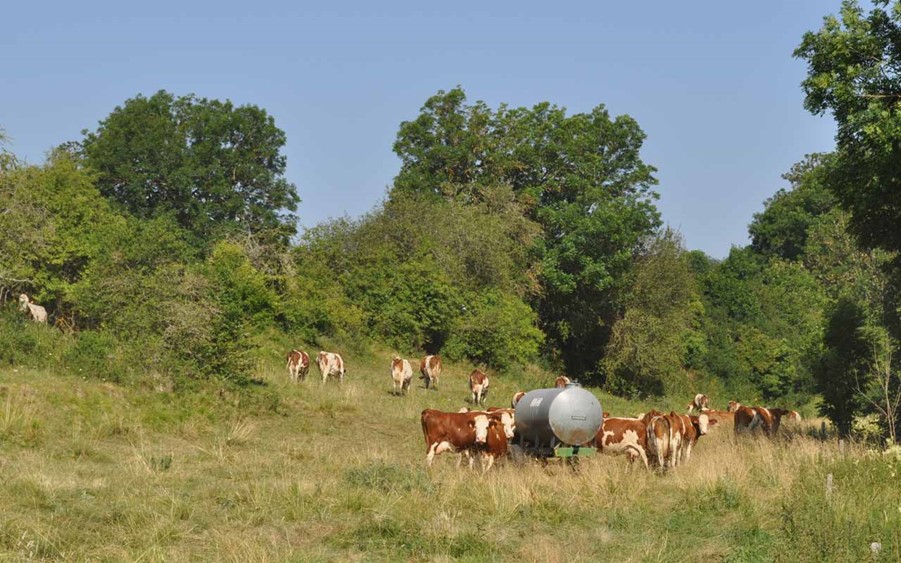 illustration vaches dans un champ