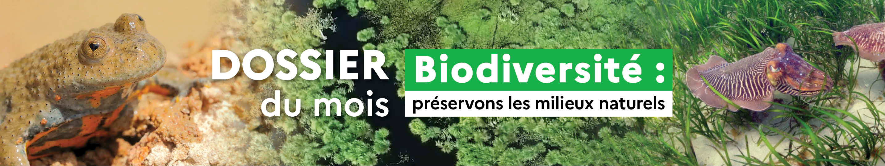 Dossier du mois : Biodiversité, préservons les milieux naturels