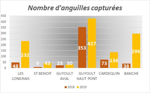 Évolution du nombre d'anguilles capturées par station dans le marais de Dol de Bretagne : 48 en 218 et 232 en 2019 à la station Les Longrais - 9 en 2018 et 43 en 2019 à la station St Benoît - 23 en 2018 et 30 en 2019 à la station Guyoult aval - 353 en 2018 et 427 en 2019 à la station Guyoult Haut Pont - 73 en 2018 et 136 en 2019 à la station Cardequin - 38 en 2018 et 296 en 2019 à la station Blanche